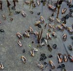 Crabes violonistes Uca (lactea) annulipes et gasteropodes Tenebria palustris dans mangrove - Gazi, Kenya - D. Di Nitto