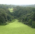 Mosaïque forêt-savane - Côte gabonaise - O. Hardy