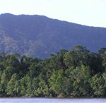 Forêt de mangrove fluviale suivie de la forêt tropicale humide - Parc National du Daintrr, Australie - F. Dahdouh-Guebas