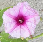 Végétation rampante (Ipomoea pes-caprae) sur les dunes de sable - Gazi, Kenya - D. Di Nitto