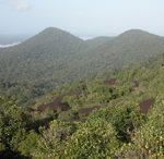 Forêt Inselberg - Nouargues, Guyane française - Y. Roisin