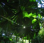 Forêt tropicale humide - Parc National du Daintree, Australie -  F. Dahdouh-Guebas