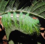 Chenille - Guyane française - O. Hardy