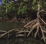 ca. 1980-2001, Daintree National Park, Queensland, Australia --- Mangrove Forest at Cape Tribulation --- Image by © Theo Allofs/CORBIS