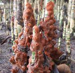 Eponges sur les pneumatophores du palétuvier Sonneratia alba - Gazi, Kenya - D. Di Nitto