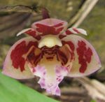 Polystachya lejolyana (Orchidacaea) Cameroon - V. Droissart